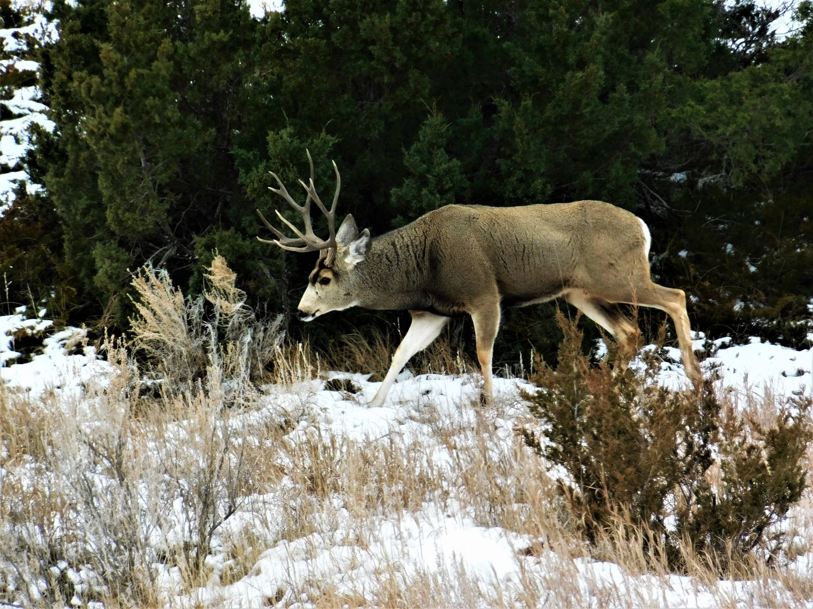 Mule Deer